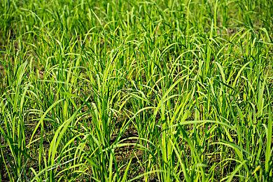 《WWE 2K23》Steam页面上线 不支持中文